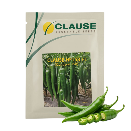 Chilli Clause Hp 158 F1 Seeds Online | Dhartibeej