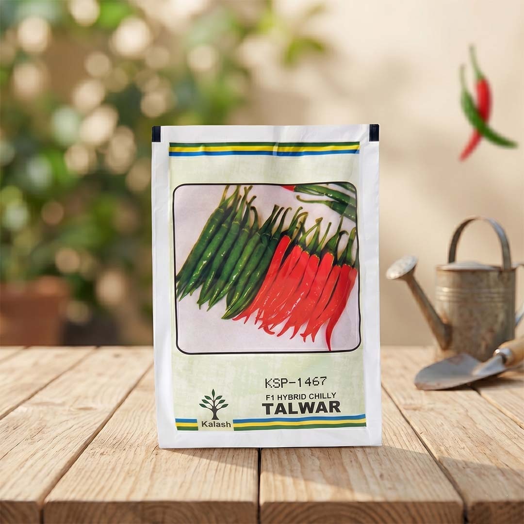 Chilli Kalash Ksp 1467 Talwar Seeds for High Yield Farming | Dhartibeej
