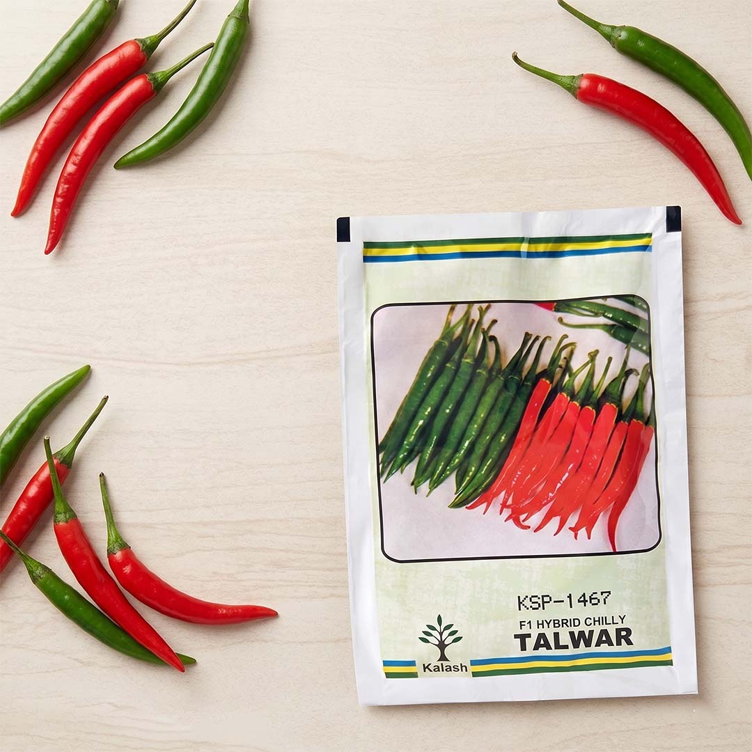 Chilli Kalash Ksp 1467 Talwar Seeds for High Yield Farming | Dhartibeej