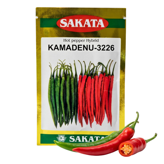 Chilli Sakata Kamadenu Seeds for High Yield Farming | Dhartibeej