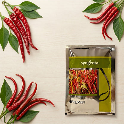 Chilli Syn Hph 5531 Seeds Online | Dhartibeej