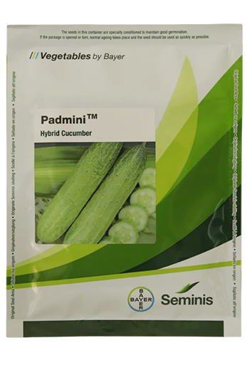 Cucumber Monsanto Padmini Seeds Online India – Dhartibeej
