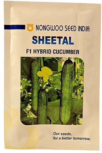 Cucumber Nongwoo Sheetal Seeds Online India – Dhartibeej

