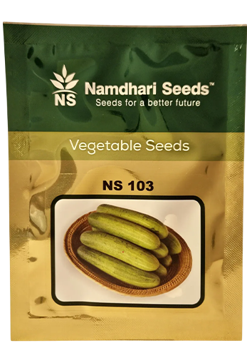 Buy Cucumber Ns 103 Seeds Online in India – Dhartibeej
