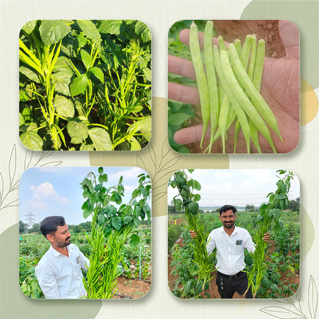 Gaur Sarpan 101 Seeds Online | Dhartibeej