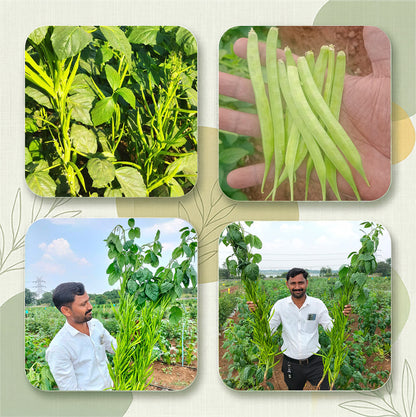 Gaur Sarpan 101 Seeds Online | Dhartibeej