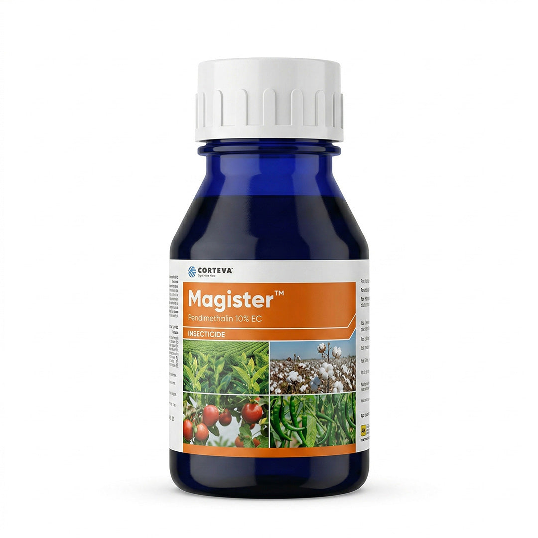 Magister
