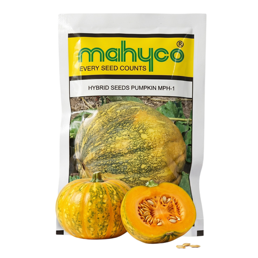 Pumpkin Mahyco Mph-1 Seeds Online | Dhartibeej