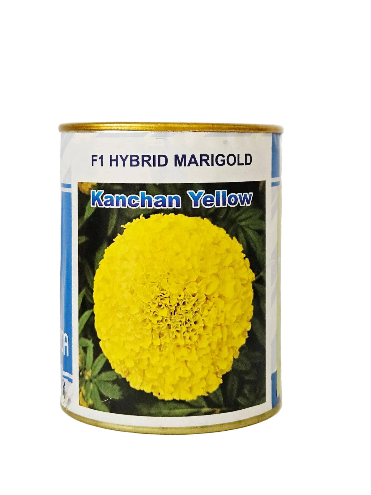 Marigold Nongwoo Kanchan Yellow