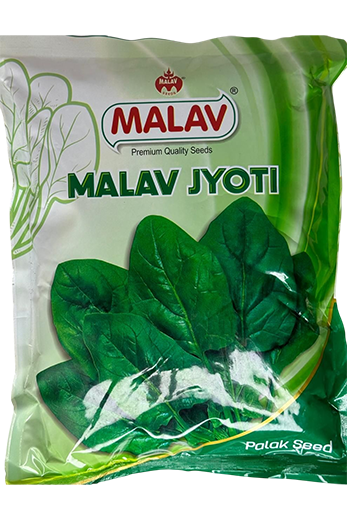 Palak Malav Jyoti All Green