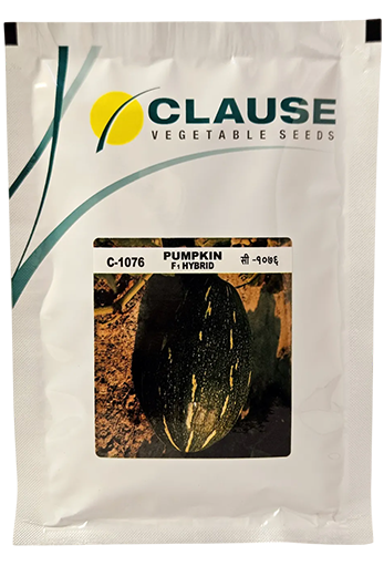 Pumpkin Clause C-1076 Seeds Online India – Dhartibeej
