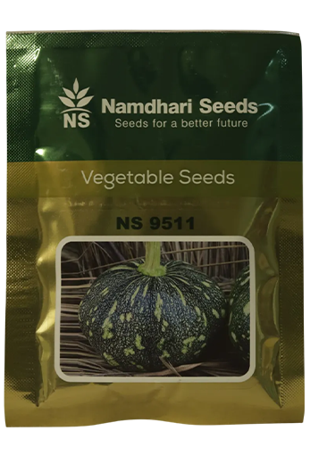 Buy Pumpkin Ns 9511 Seeds Online in India – Dhartibeej

