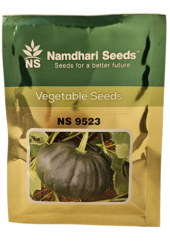 Buy Pumpkin Ns 9523 Seeds Online in India – Dhartibeej
