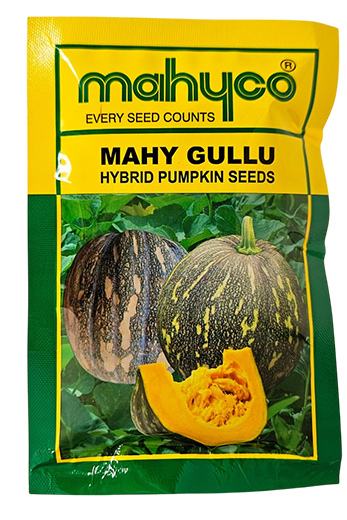 Pumpkin Mahyco Mahy Gullu Seeds for High Yield Farming – Dhartibeej
