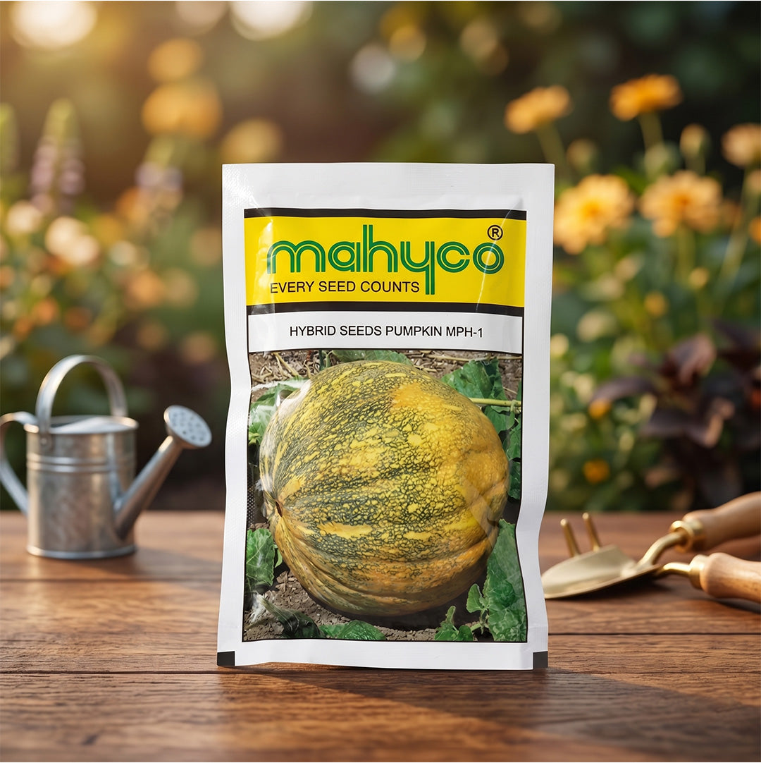 Pumpkin Mahyco Mph-1 Seeds Online | Dhartibeej