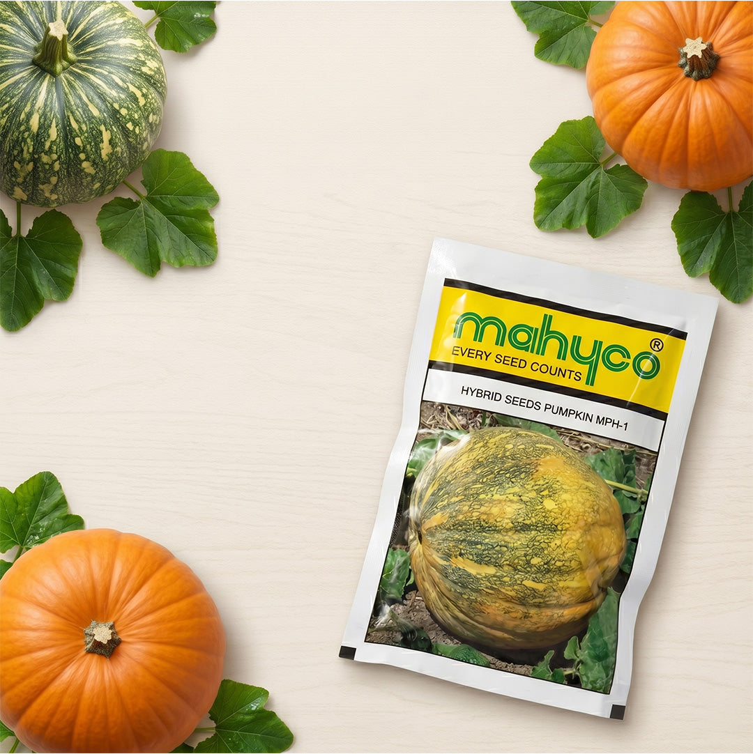 Pumpkin Mahyco Mph-1 Seeds Online | Dhartibeej