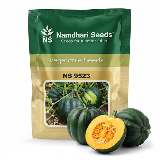 Pumpkin Ns 9523 Seeds Online | Dhartibeej