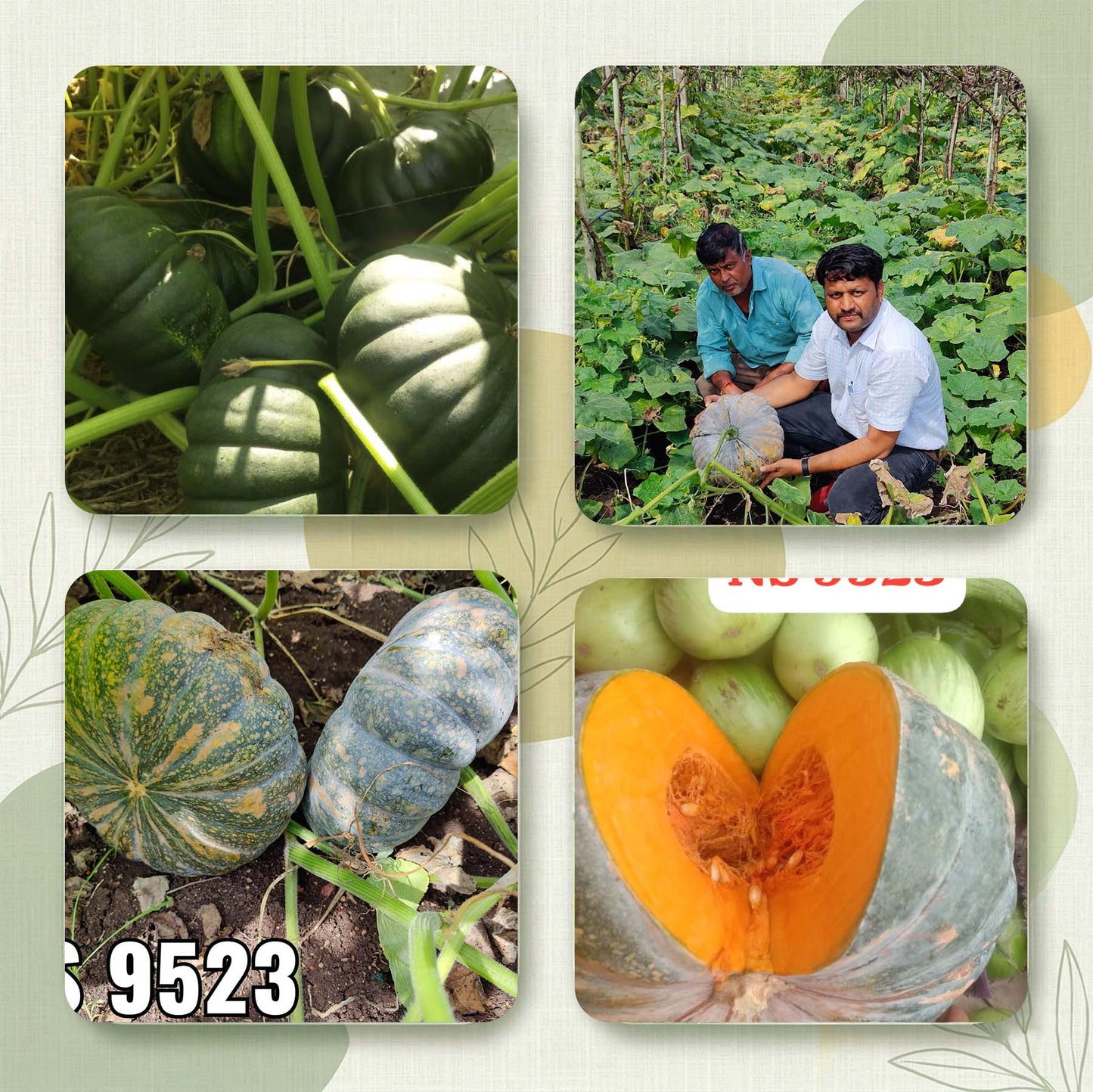 Pumpkin Ns 9523 Seeds Online | Dhartibeej