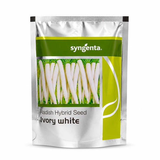 Radish Syn Ivory White Seeds Online | Dhartibeej