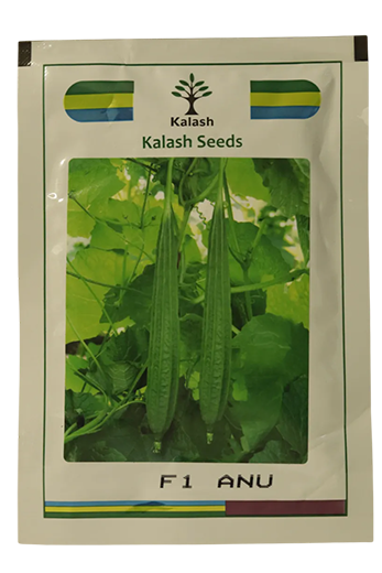 Ridgegourd Kalash Anu F1 Bss 1036
