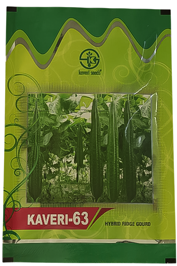 Ridgegourd Kaveri-63 Seeds for High Yield Farming – Dhartibeej
