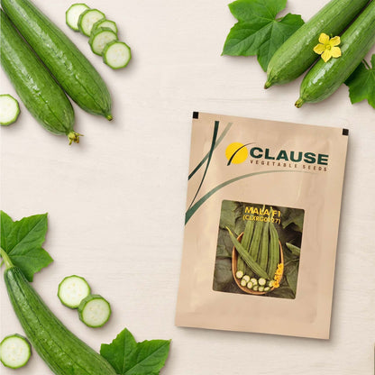 Ridgegourd Clause Mala Seeds Online | Dhartibeej