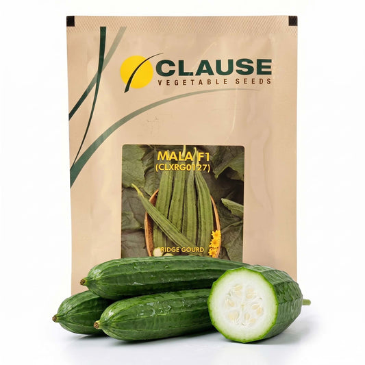 Ridgegourd Clause Mala Seeds Online | Dhartibeej