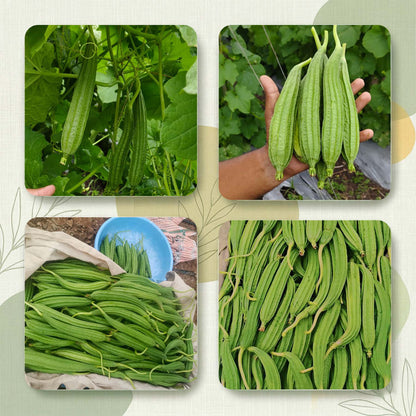 Ridgegourd Seeds Online | Dhartibeej