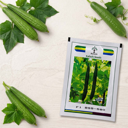 Ridgegourd Kalash Bss 580 Seeds for High Yield Farming | Dhartibeej