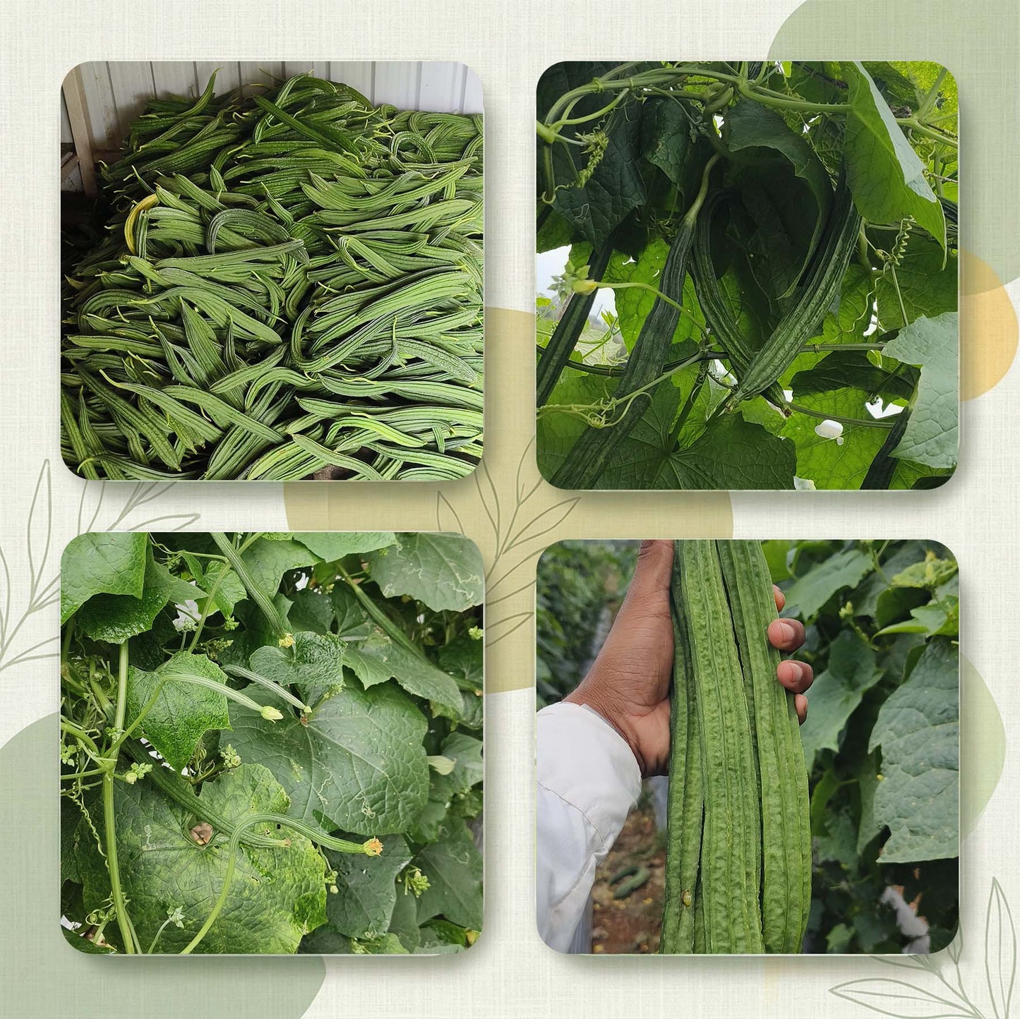 Ridgegourd Seeds for High Yield Farming | Dhartibeej