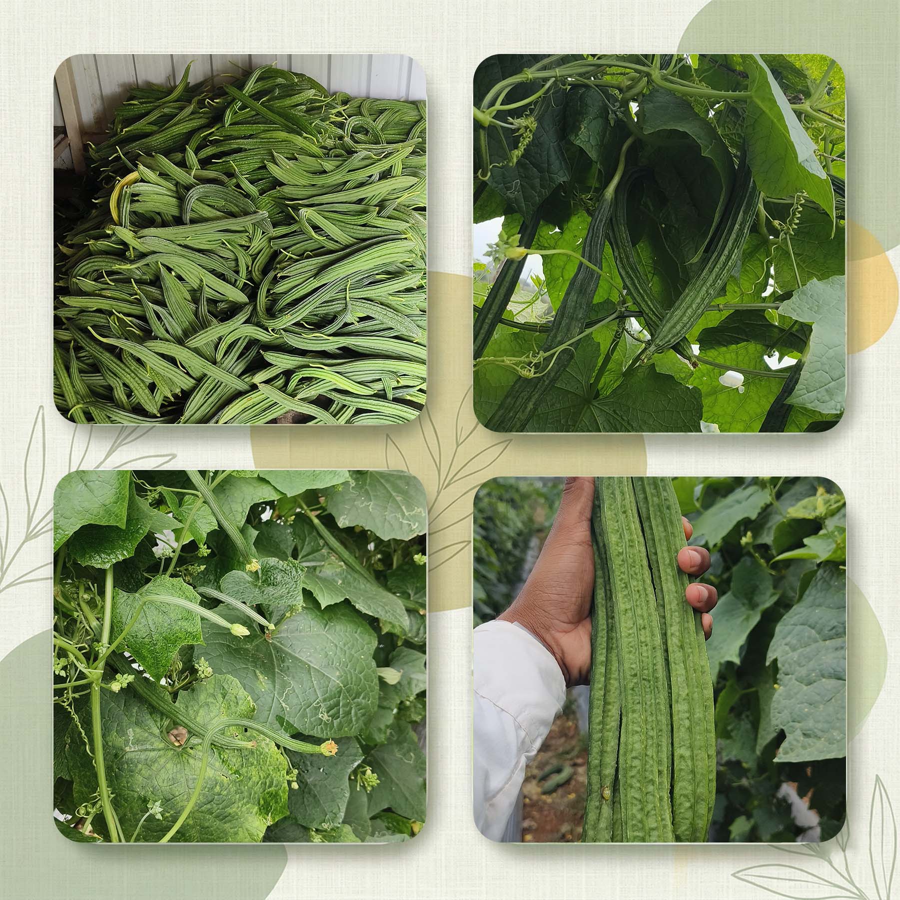 Ridgegourd Seeds for High Yield Farming | Dhartibeej