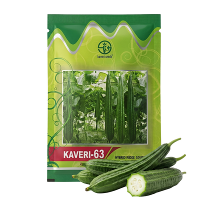 Ridgegourd Kaveri-63 Seeds for High Yield Farming | Dhartibeej