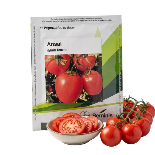 Seminis Ansal Tomato Seed Online | Dhartibeej