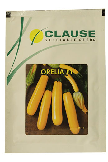 Squash Clause Orelia Seeds Online India – Dhartibeej