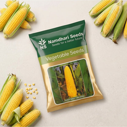 Sweetcorn Ns Super Sweet (Ns8609) Seeds for High Yield Farming | Dhartibeej