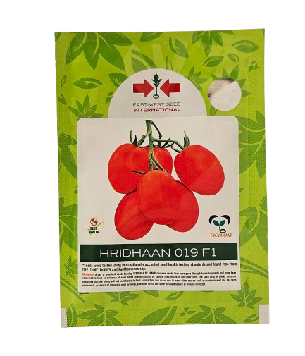 Tomato East West Hridhaan 019 Seeds Online India – Dhartibeej