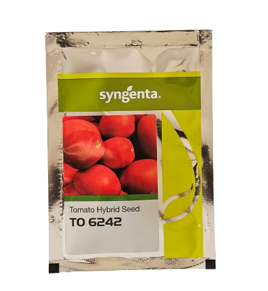 Buy Tomato Syngenta 6242 Seeds Online in India – Dhartibeej
