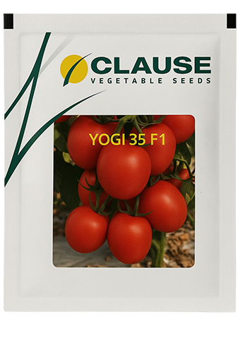 Tomato Clause Yogi 35 F1 Seeds Online India – Dhartibeej
