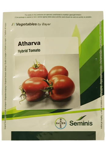 Tomato Monsanto Atharva Seeds for High Yield Farming – Dhartibeej
