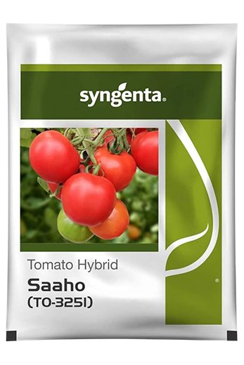 Buy Tomato Syn Saaho Seeds Online in India – Dhartibeej
