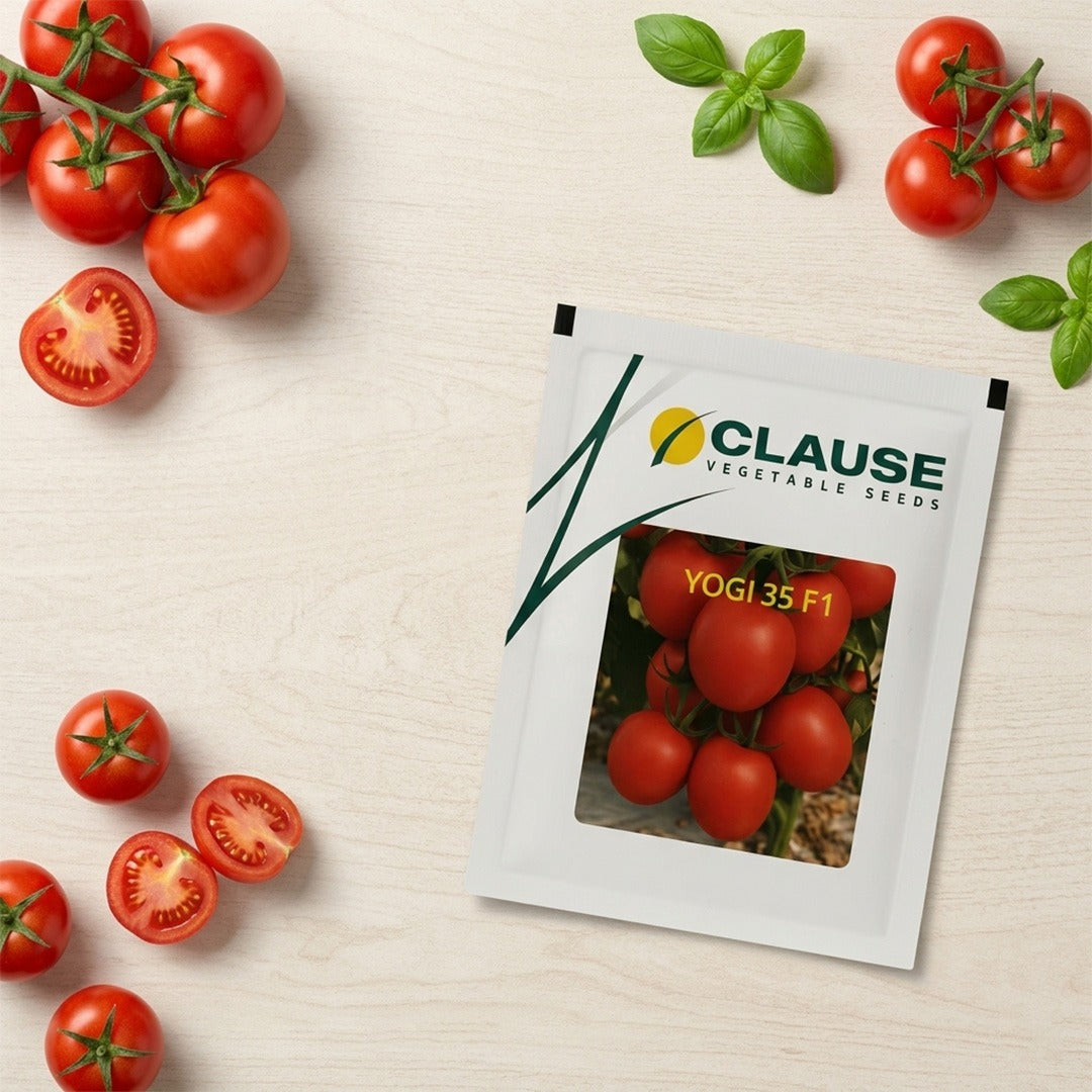 Tomato Clause Yogi 35 F1 Seeds Online | Dhartibeej