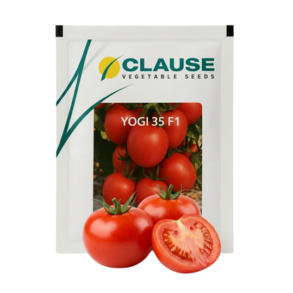 Tomato Clause Yogi 35 F1 Seeds Online | Dhartibeej
