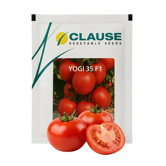 Tomato Clause Yogi 35 F1 Seeds Online | Dhartibeej