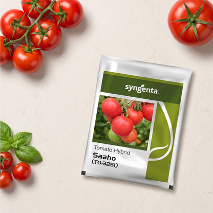 Tomato Syn Saaho Seeds Online | Dhartibeej
