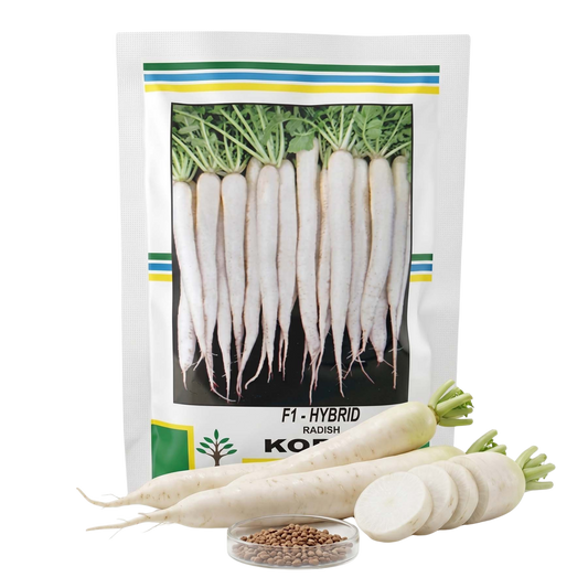 Radish Kalash Koren Seeds Online | Dhartibeej