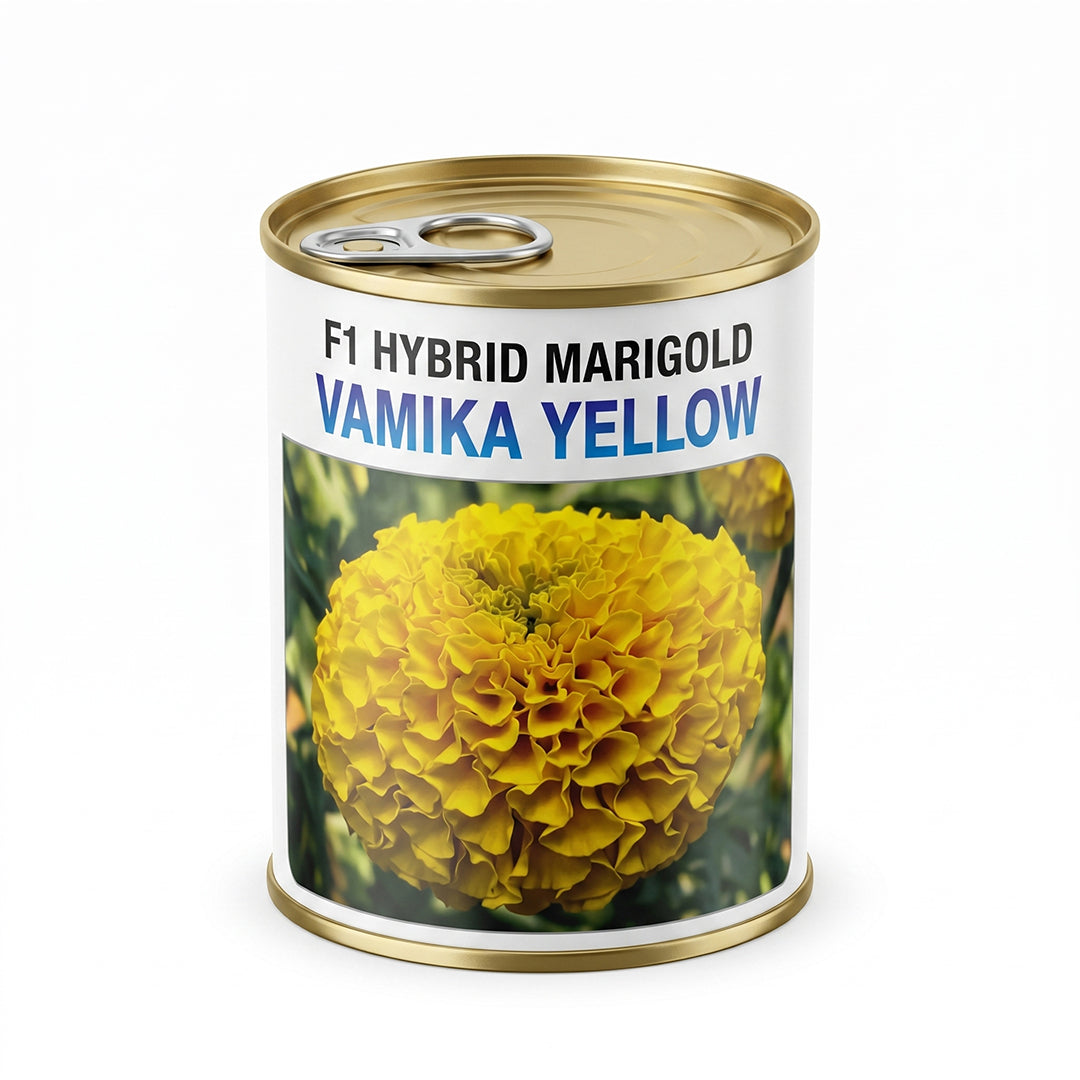 Marigold Nongwoo Vamika Yellow
