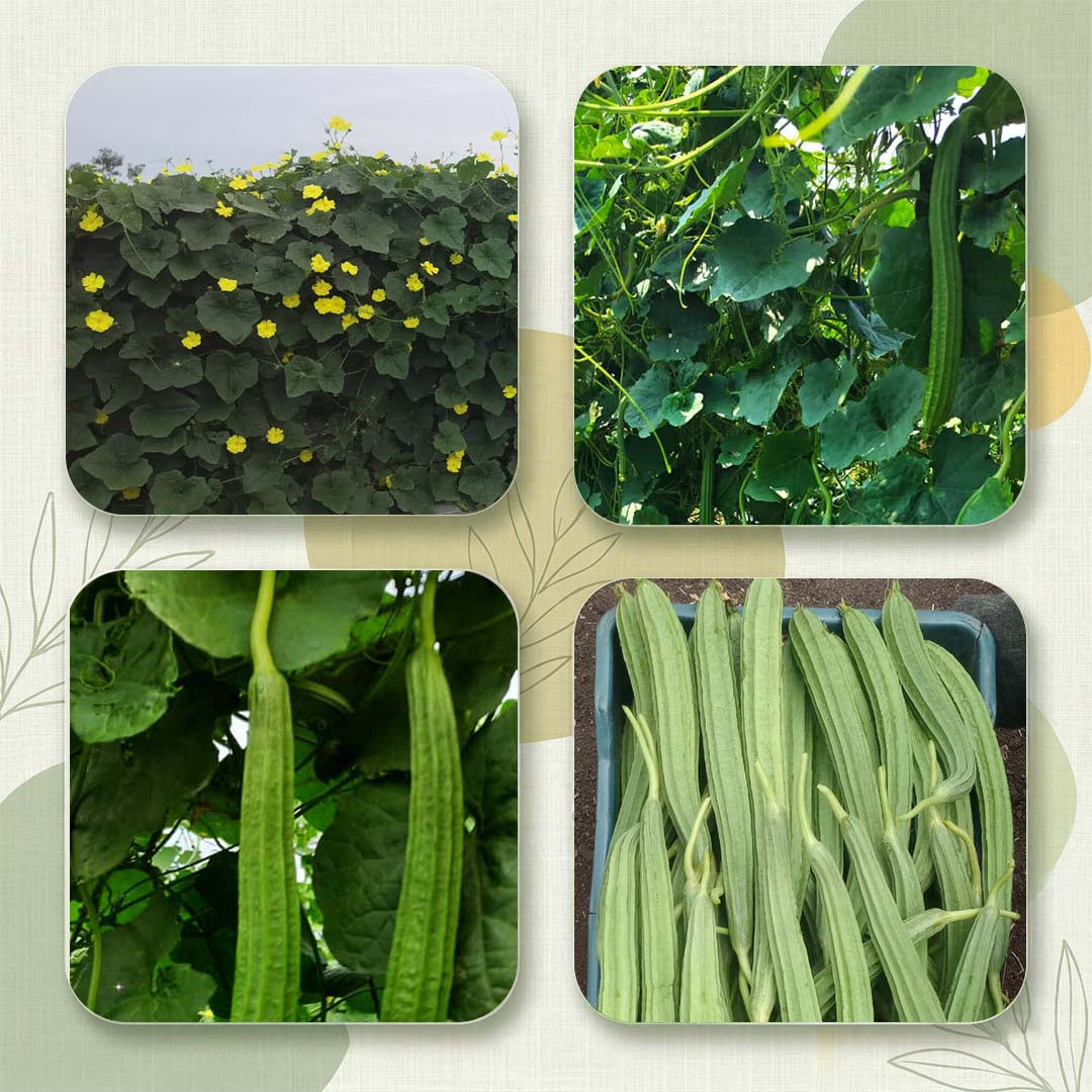 Ridgegourd Seeds for High Yield Farming | Dhartibeej
