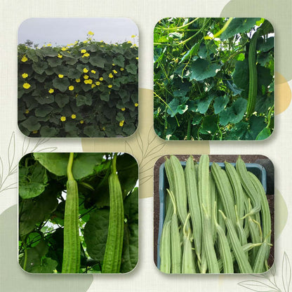 Ridgegourd Seeds for High Yield Farming | Dhartibeej
