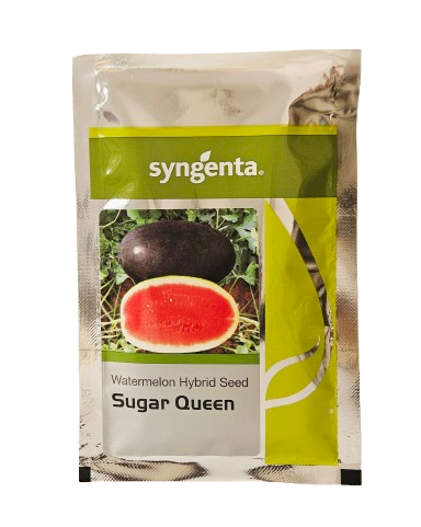Watermelon Syn Sugar Queen Seeds for High Yield Farming – Dhartibeej
