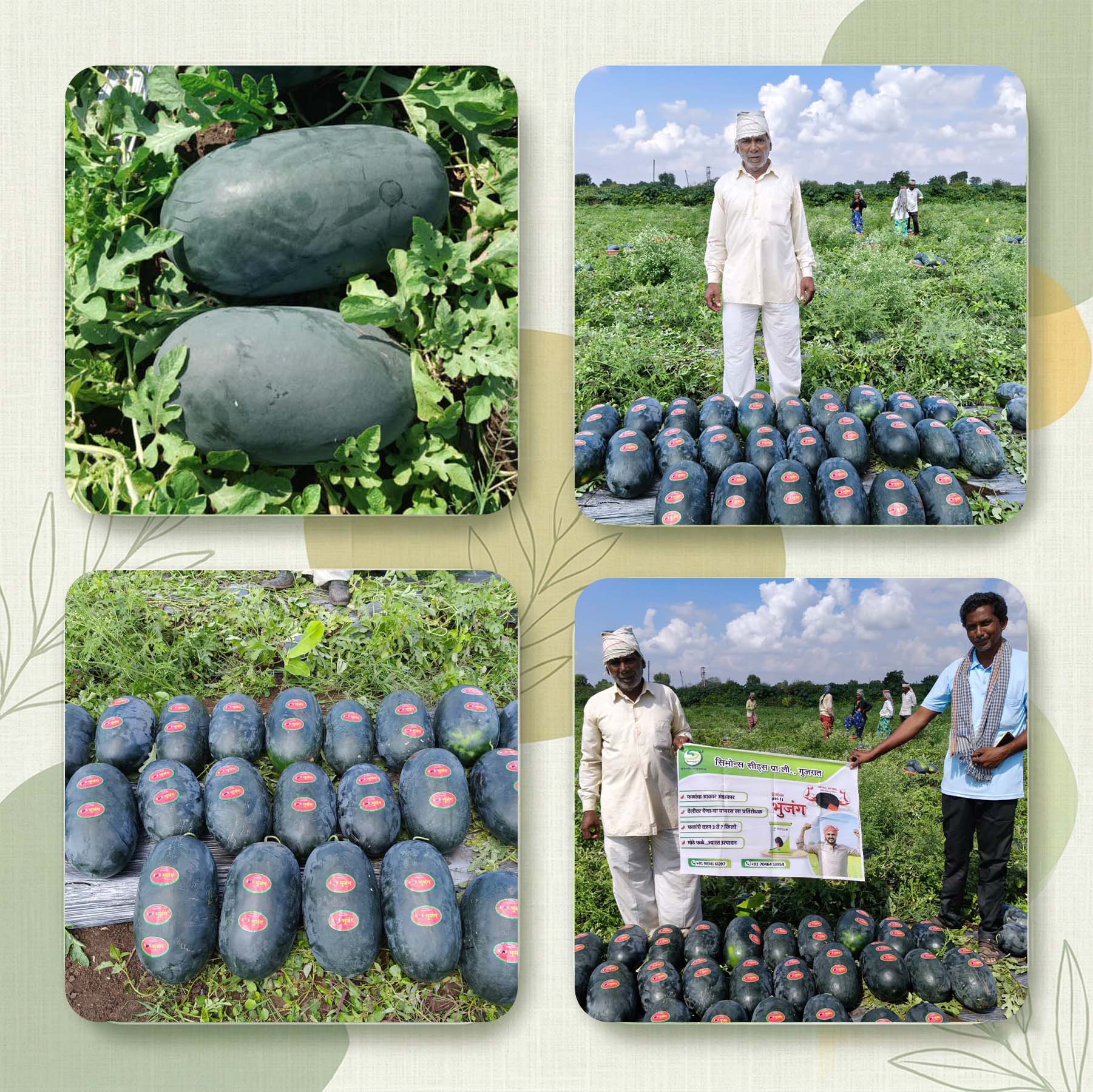 Watermelon Seeds Online | Dhartibeej